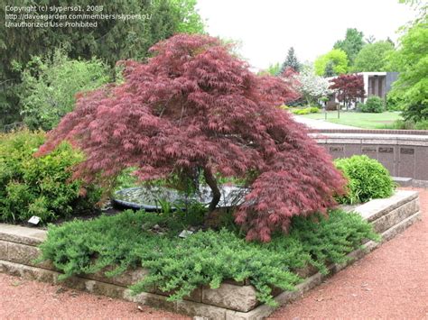 Plantfiles Pictures Acer Cutleaf Japanese Maple