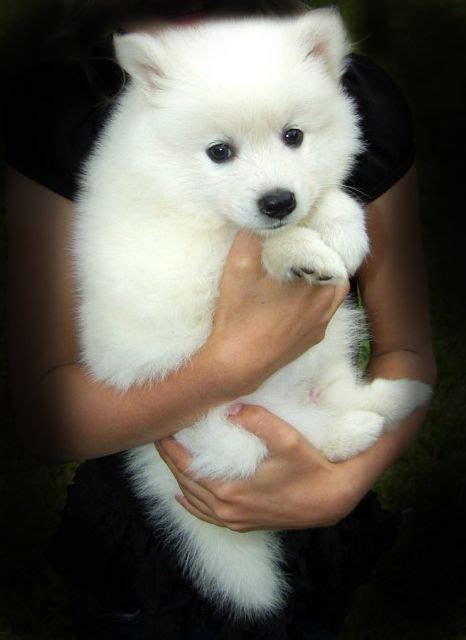 I should also mention that this is a remix. Community | Puppy dog pictures, American eskimo dog ...