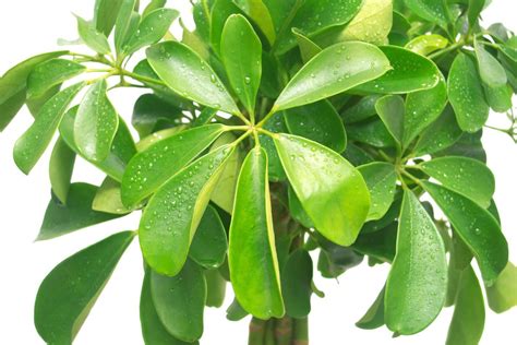 12 Amazing Uses And Benefits Of Schefflera Plants Petal Republic