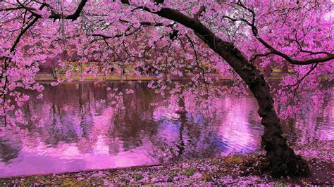 El árbol De Sakura Reflejadas En La Charca Hd Descargar Fondo De Pantalla