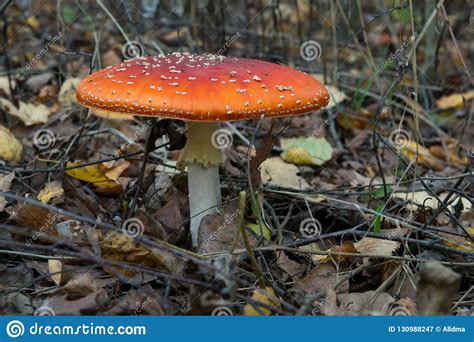 The Red And White Poisonous Toadstool Or Mushroom Called Ly Agaric