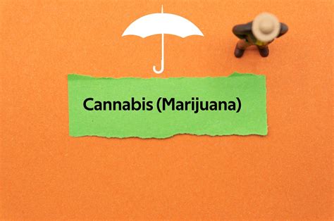 cannabis insurance for colorado 3 things you should know your insurance lady colorado