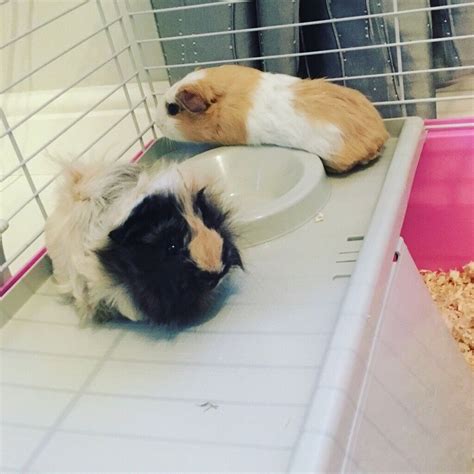 2x Female Guinea Pigs For Sale In Aberdeen Gumtree