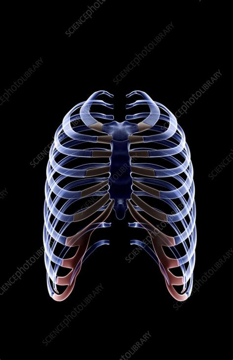 The Ribs Stock Image F0014210 Science Photo Library