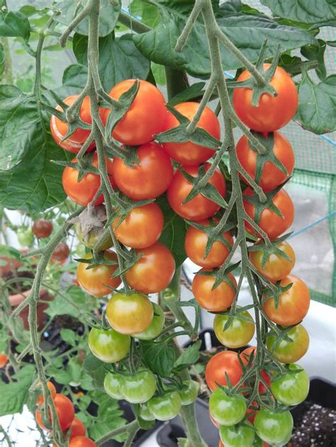 Tomato Growing In Containers Pots And Grow Bags Growing Tomatoes