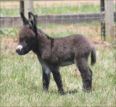 Baby Mini Donkeys