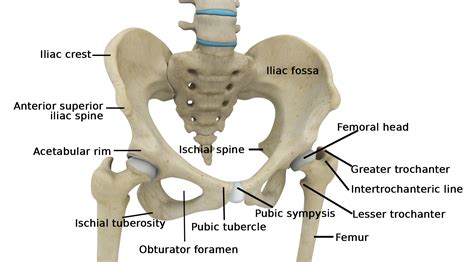Hip Muscles Diagram Appendicular Muscles Of The Pelvic Girdle And
