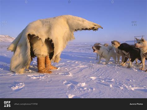 Inuit Hunting Polar Bears