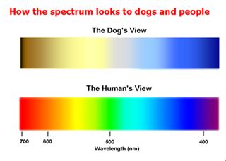 Back in the day, scientists also thought that dogs are colorblind, but today we are quite sure that this is nothing more than a repeating myth. Can Dogs See Colors? | Psychology Today