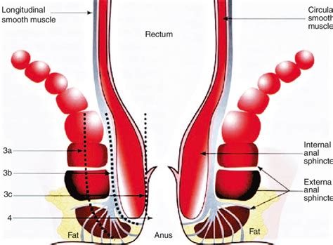 1 diagrammatic representation of the anal sphincters demonstrating the download scientific