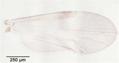 Wing Of Culicoides Avaritia Chiopterus Meigen Download Scientific