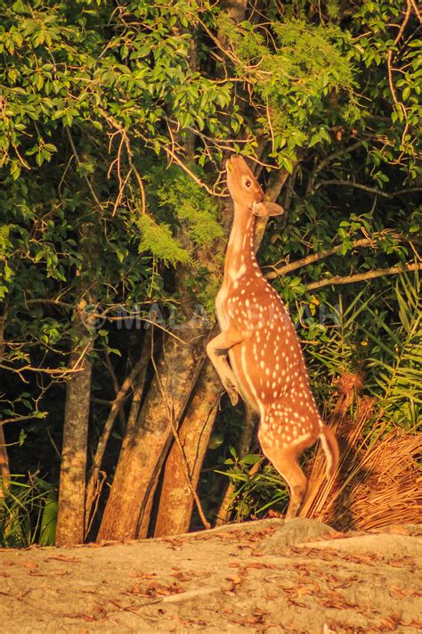 Spotted Deer feeding on its hind legs | Nature animals, Animals