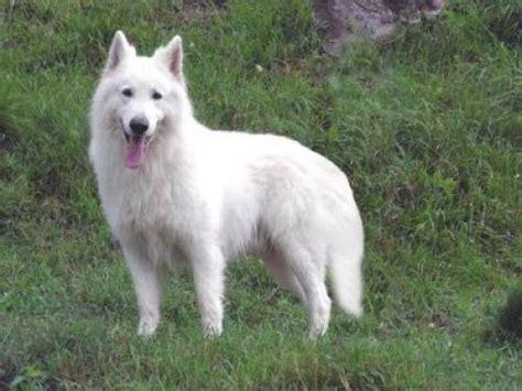 Er hat papiere und w. weißer schweizer schäferhund al basko v d weißen königin