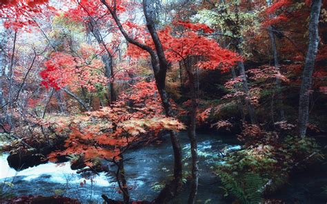 Nature Landscape Maple Leaves Trees River Japan Forest Ferns