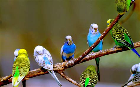 Download Wallpaper For 2560x1440 Resolution Budgies Birds Photography