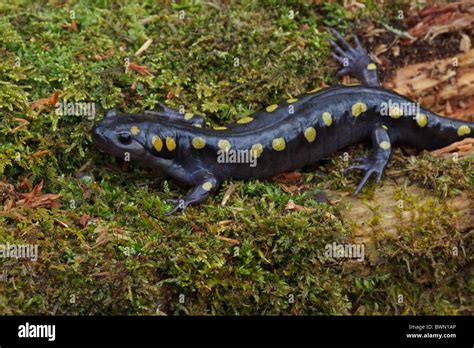 Spotted Salamander Ambystoma Maculatum New York USA In Early Spring