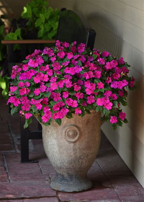 Impatiens How To Grow And Care For Impatiens Flowers Garden Design