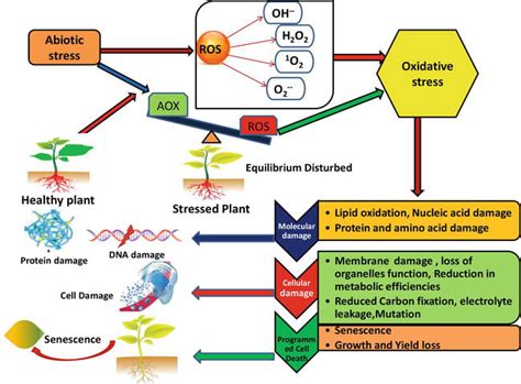 Ros Regulation Mechanism For Mitigation Of Abiotic Stress In Plants