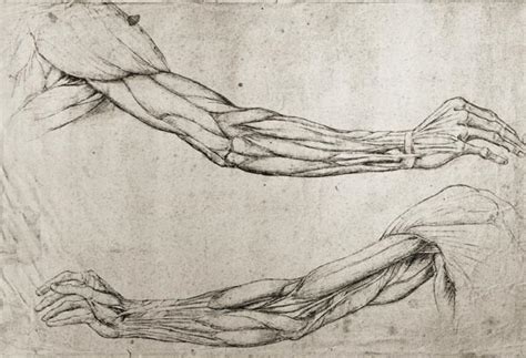 Study Of Arms Pen And Ink On Paper Leonardo Da Vinci As Art Print Or