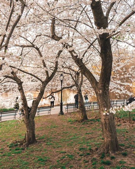 Cherry Blossom Trees At Cherry Hill In Central Park Manhattan New