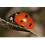 TrekNature  Ladybug Photo