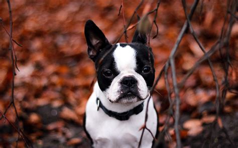 French Bulldog Wallpapers Hd Hd Wallpapers Backgrounds Images Art