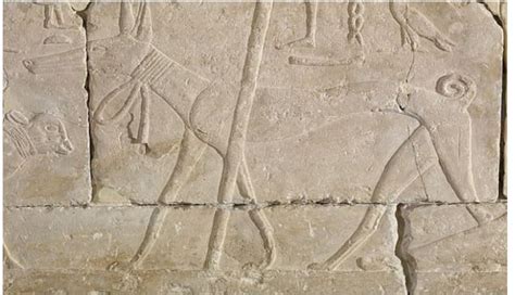 Sacred Animals In Ancient Egypt Egypt Magic Tours