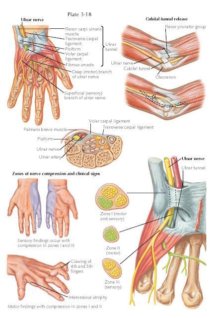 Pin On Musculoskeletal System