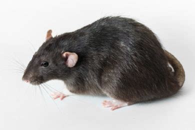 Rodents in particular tend to gather nesting materials, things that all end up restricting the air flow to and from. Dead Animal In Air Duct: What To Do - PFO Heating & Air ...