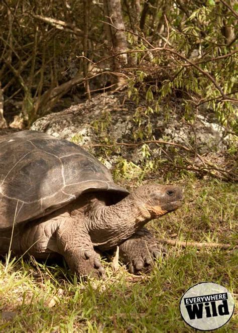13 Awesome Galapagos Tortoise Facts That You Need To Know Galapagos