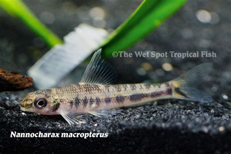 Wet Spot Tropical Fish Tetras Nannocharax Macropterus Blotched