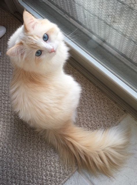 Red Ragdolls Ragdoll Cat Breed Colors Flame Point Ragdoll Kittens