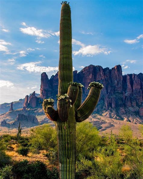 Where To See Saguaro Cactus In Phoenix Artofit