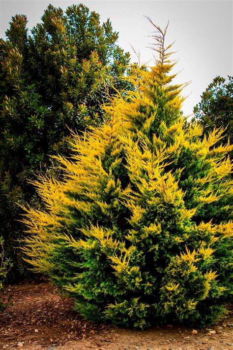 Gold Rider Leyland Cypress Trees For Sale The Tree Center