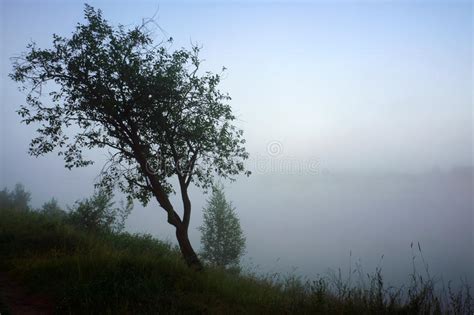 Misty Morning Landscape With Lonely Tree In Fog On River Stock Image