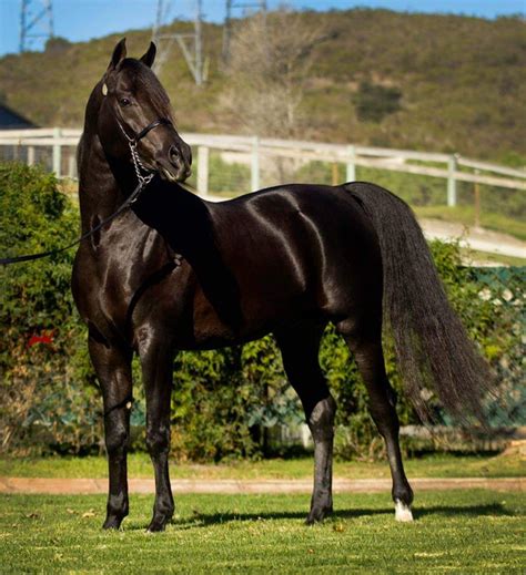 Maybe you would like to learn more about one of these? Shazhad | Beautiful arabian horses, Most beautiful horses ...