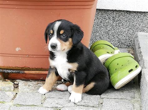 Berner Sennenhund Entlebucher Sennenhund Welpen Kaufen