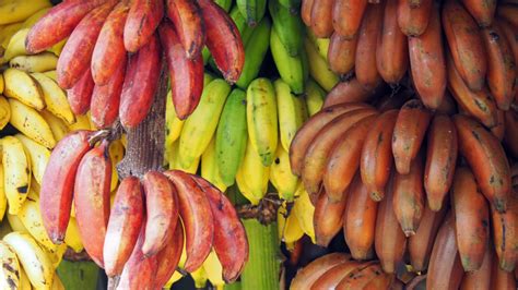 Different Varieties Of Banana In The Philippines Banana Poster