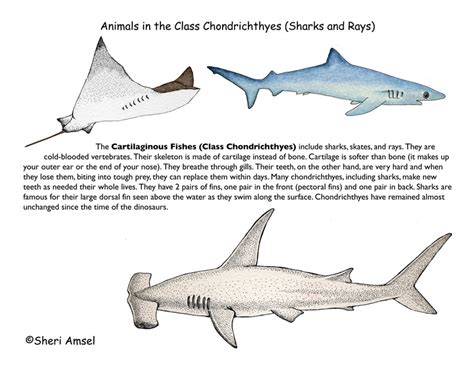 Class Sharks And Rays Cartilaginous Fishes Grade 4