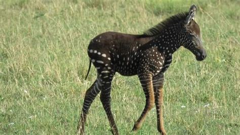 Rare Polka Dotted Zebra Spotted In Kenya Pics Will Leave You Stunned