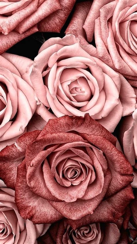 Vintage Aesthetic Pink Rose Wallpapers Wallpaper Cave