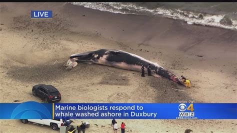 Dead Whale Washes Up On Duxbury Beach Youtube