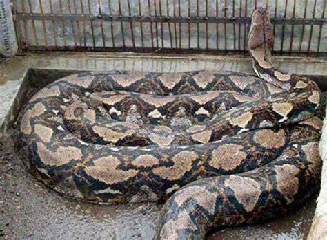Indonesian Man Found Dead Inside Giant Python Guy Breaus Space