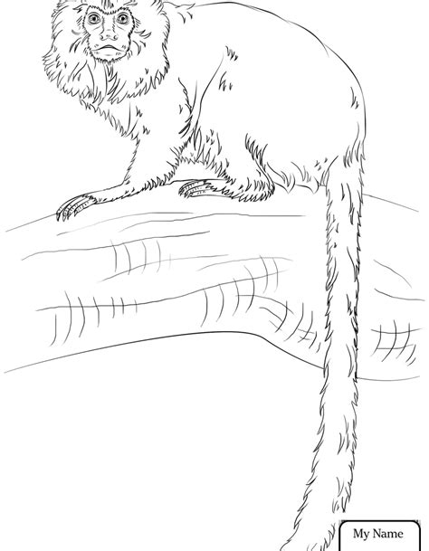 Teen coloring pages free printable 9466. Realistic Monkey Coloring Pages at GetDrawings | Free download