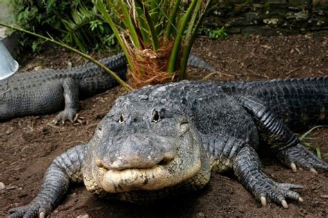 Mississippi Alligator At The Welsh Mountain Zoo Zoo Animals Crocodiles