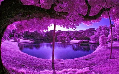 🔥 Free Download Hd Wallpapers Desktop Purple Tree Hd Wallpapers