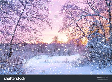 Beautiful Winter Landscape Forest Trees Sunrise Stock Photo 732717649