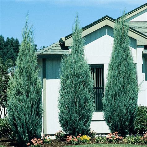 Yard Landscape Designs Privacy Trees Blue Point Juniper Privacy