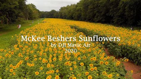 Mckee Beshers Sunflowers 4k By Dji Mavic Air Youtube