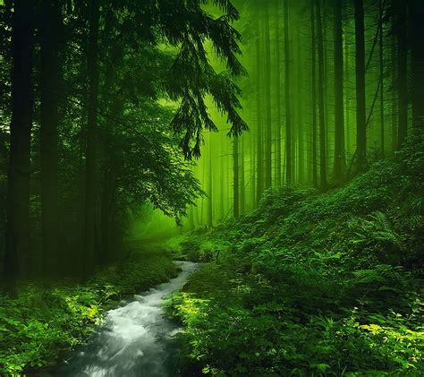 Hd Green Forest Wallpaper Awesome Hd Green Forest Image